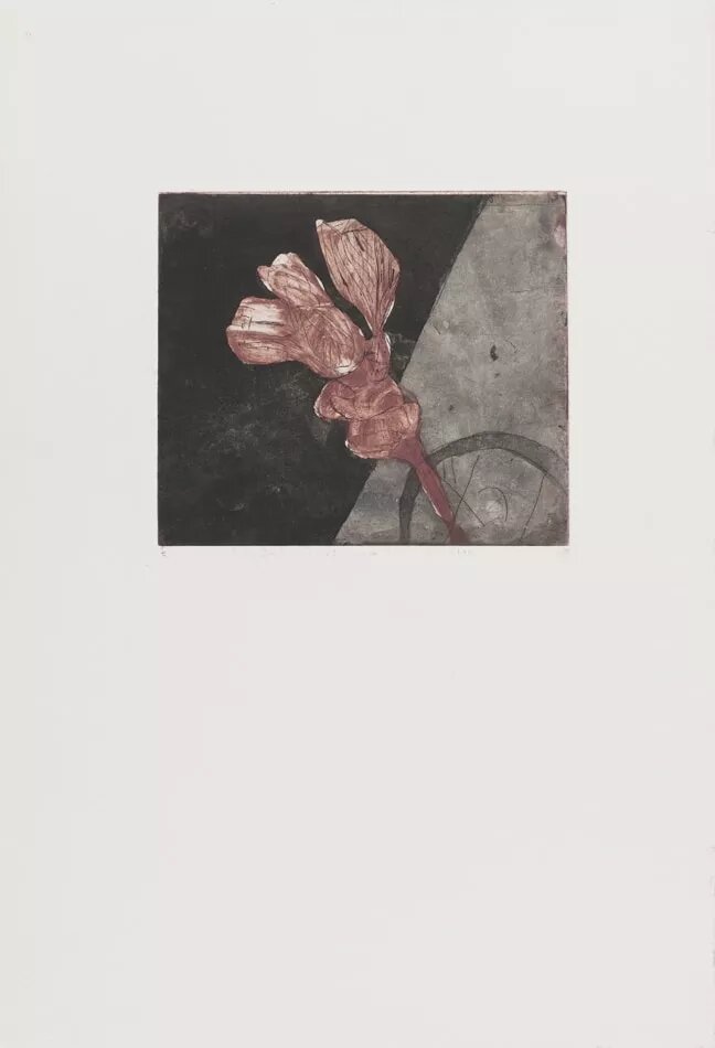 Grabado, Aguafuerte y aguatinta, dos placas superpuestas : Flor marchita 3